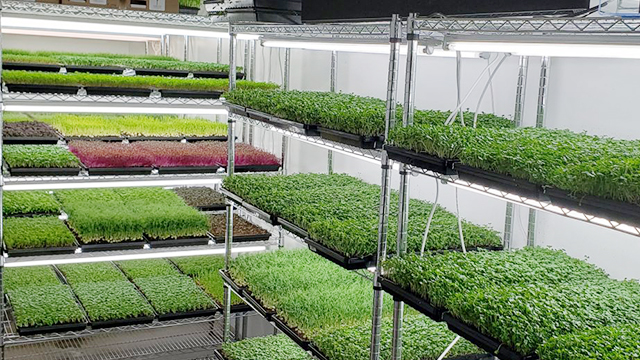 香港農場園藝場，花店，立體種植場，培植機構案例